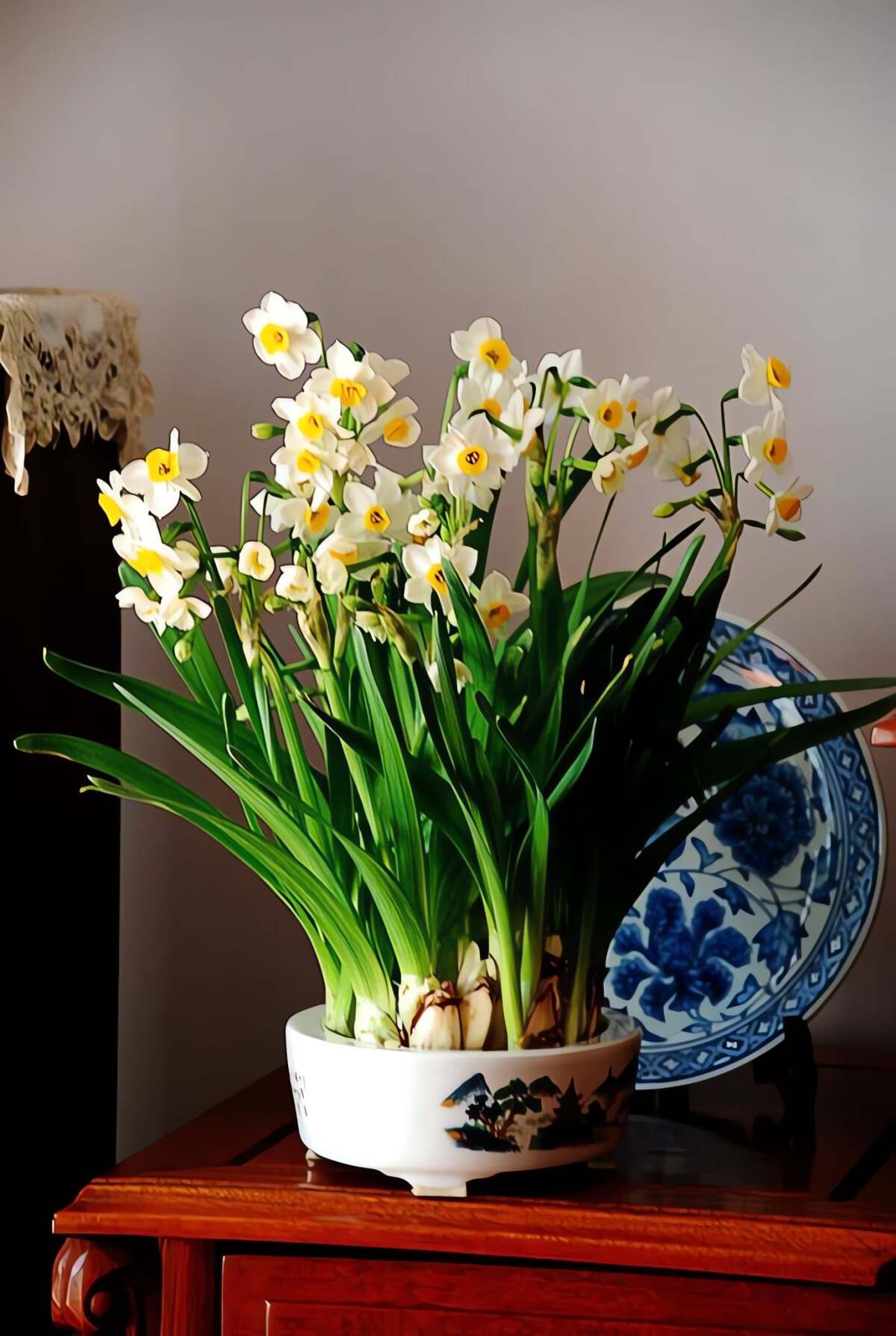 Cây cảnh này cũng có ý nghĩa gia đình tràn đầy tiền tài. Ảnh minh họa Toutiao