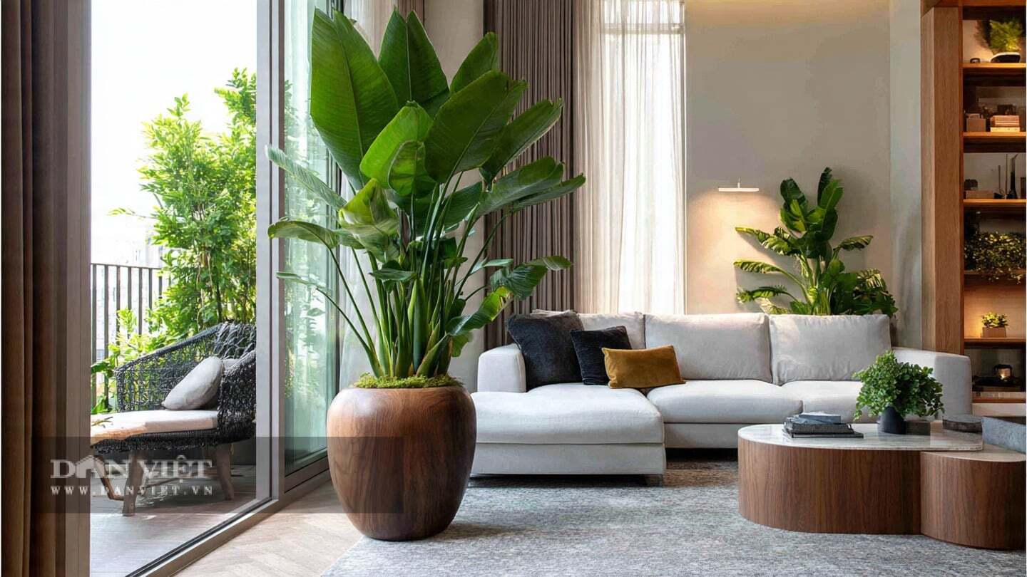 Những cây cảnh này sẽ giải quyết vấn đề khô da và tĩnh điện dai dẳng trong mùa đông cho bạn!