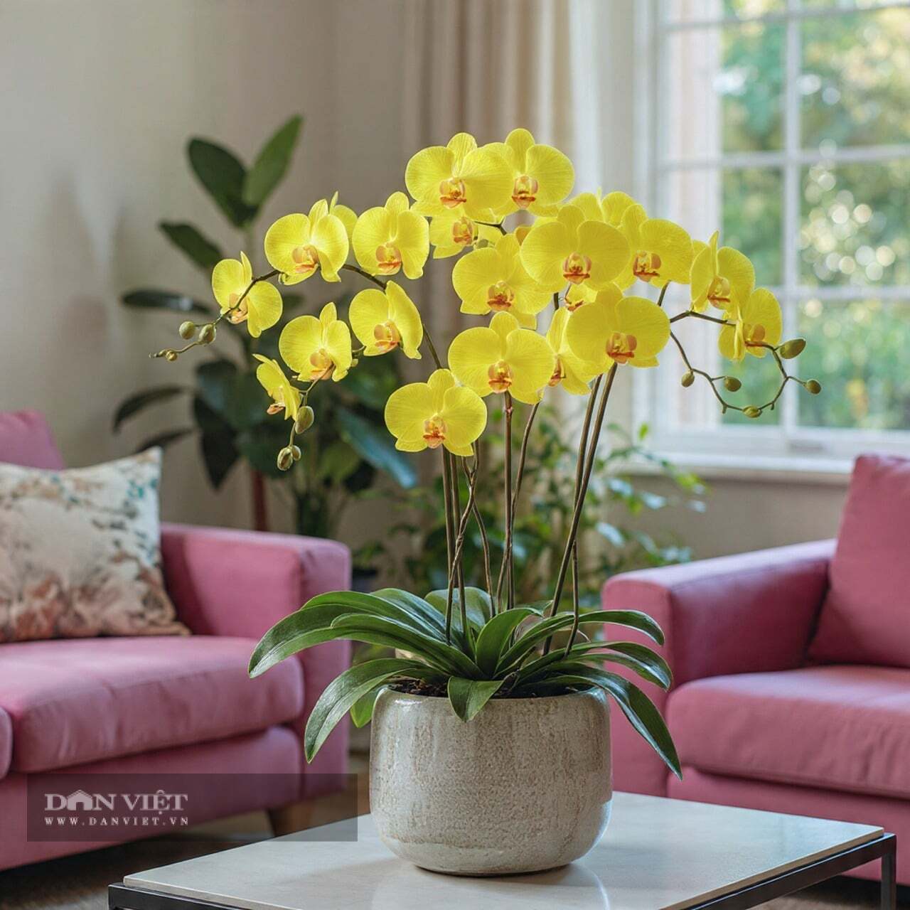 Cây cảnh này tượng trưng cho sự giàu có và thanh lịch