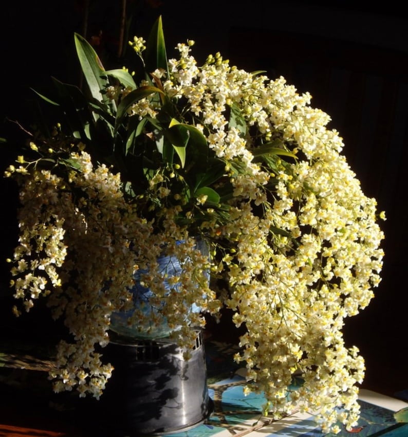 Cây cảnh này có thể trồng được nhiều năm. Ảnh minh họa Toutiao