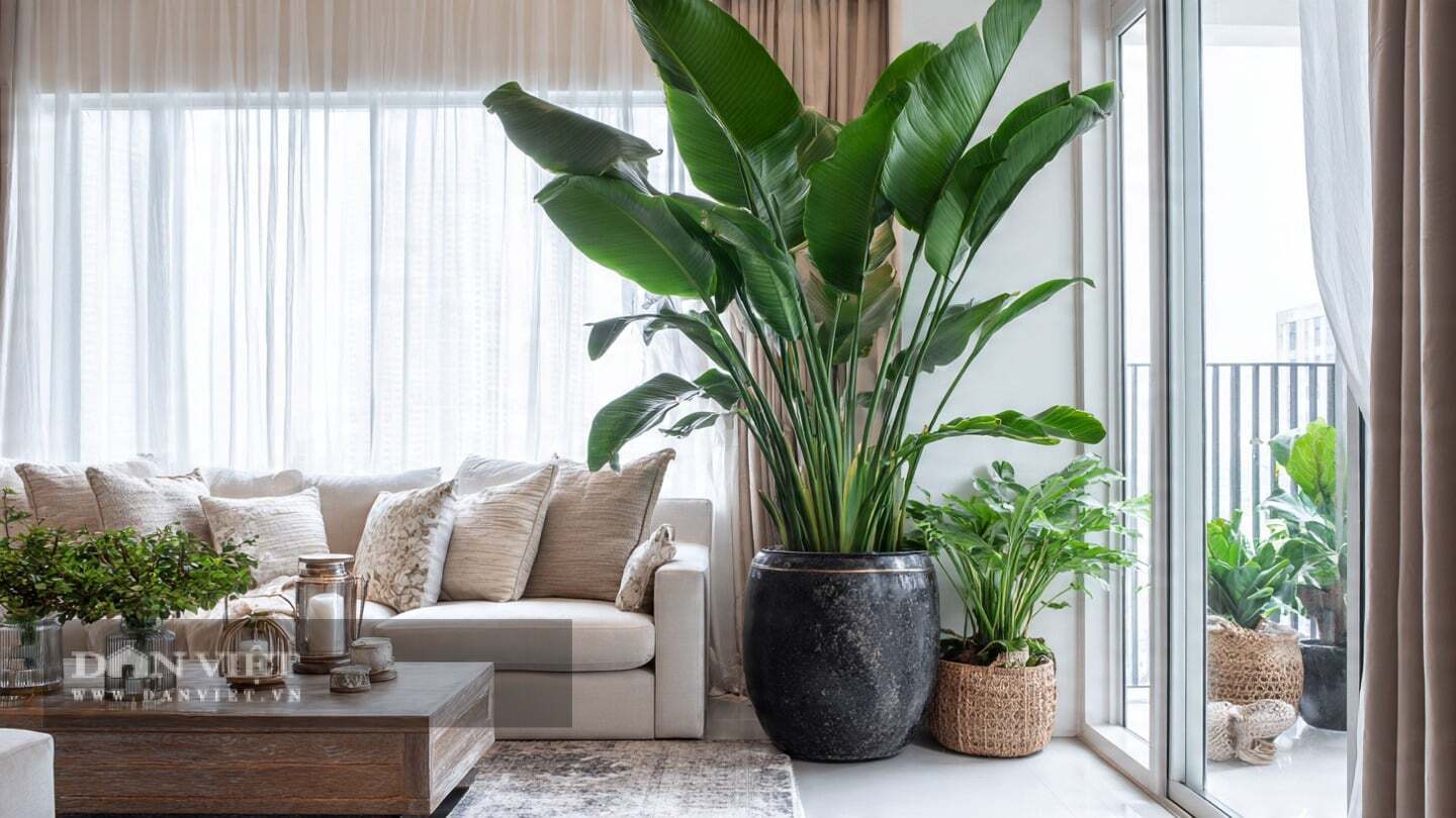 Những cây cảnh có lá to được ưa chuộng trồng trong nhà.