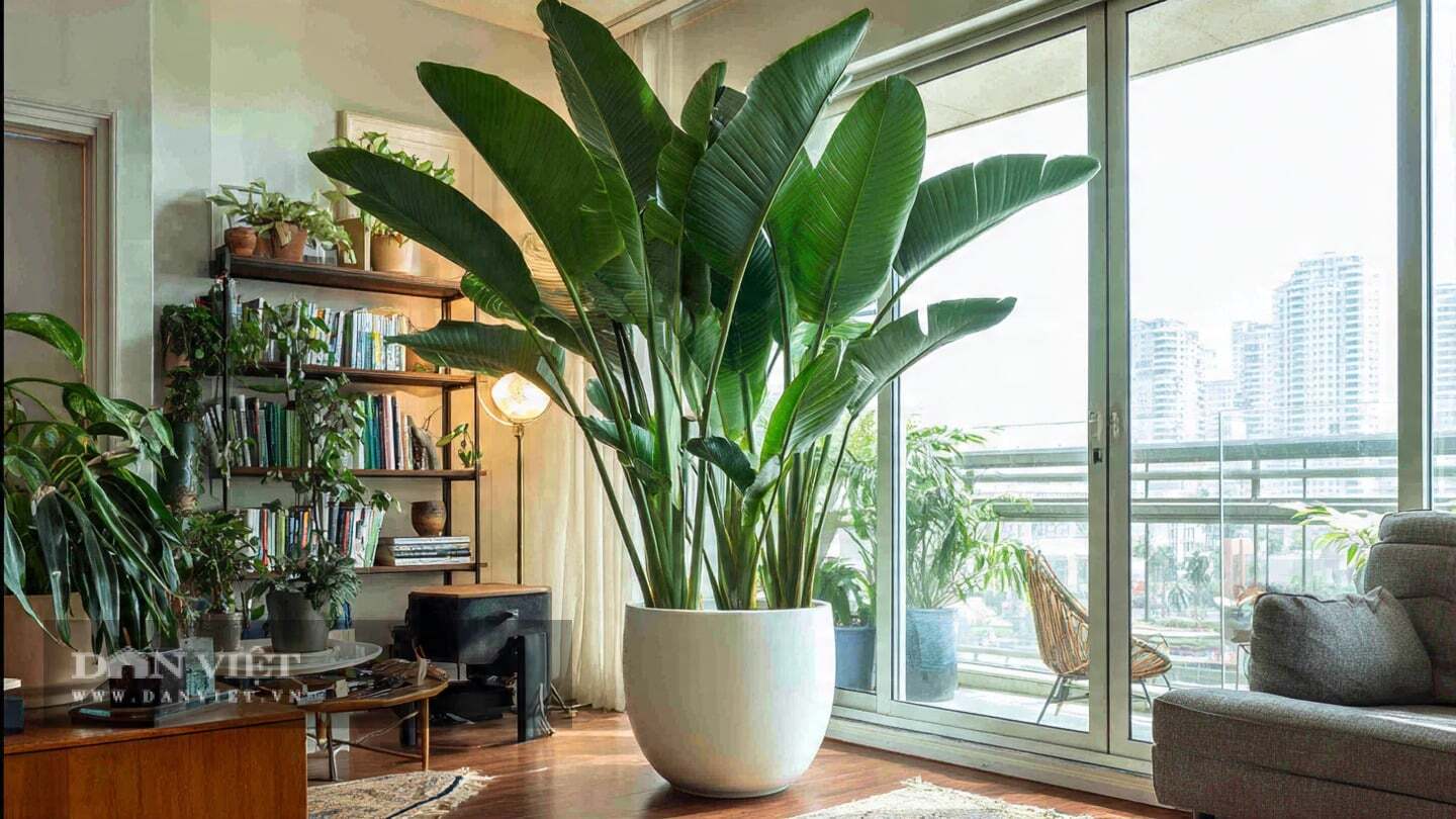 Cây cảnh này rất nhạy cảm với sương giá