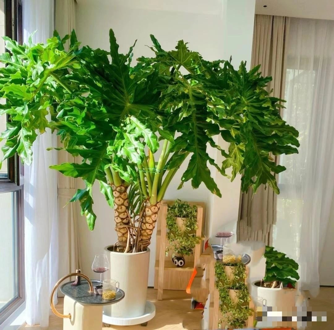 Cây cảnh này là loại cây xanh rất đẹp, lá to. Ảnh minh họa Toutiao