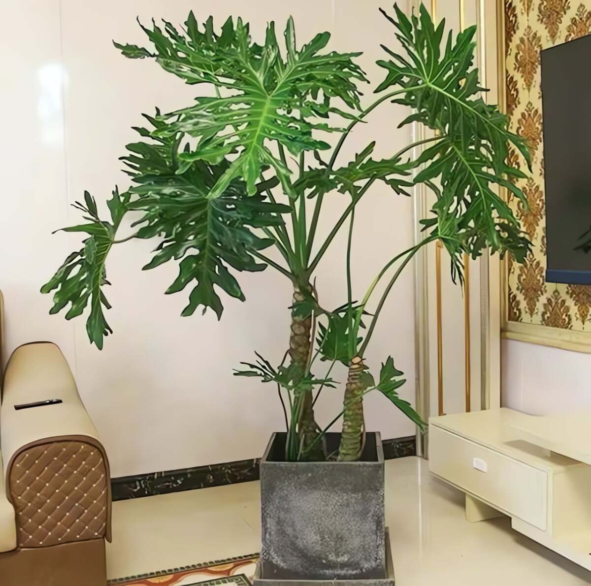 Cây cảnh này chịu sương giá tốt hơn bạn tưởng. Ảnh minh họa Toutiao