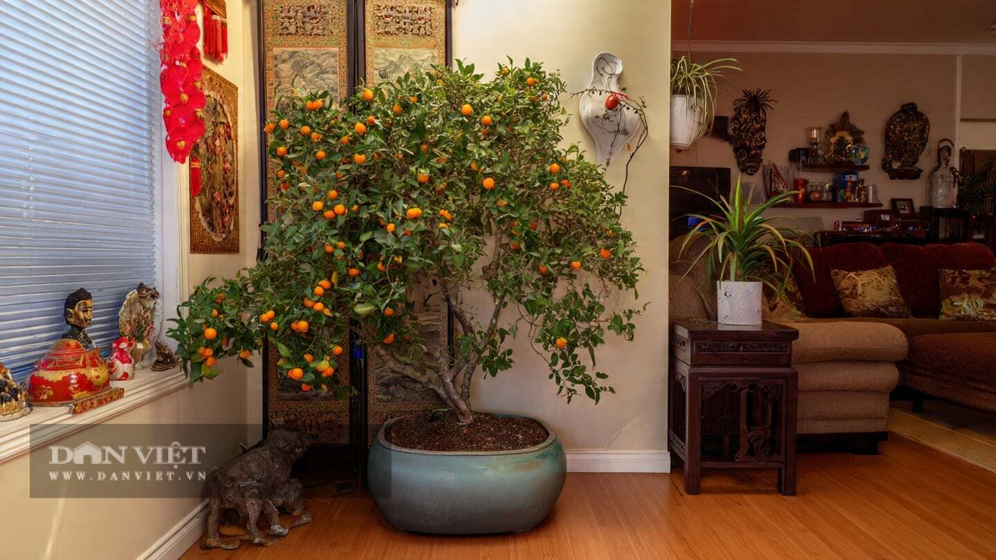 Nhiều người thích trồng cây quất vì chúng tượng trưng cho sự giàu có