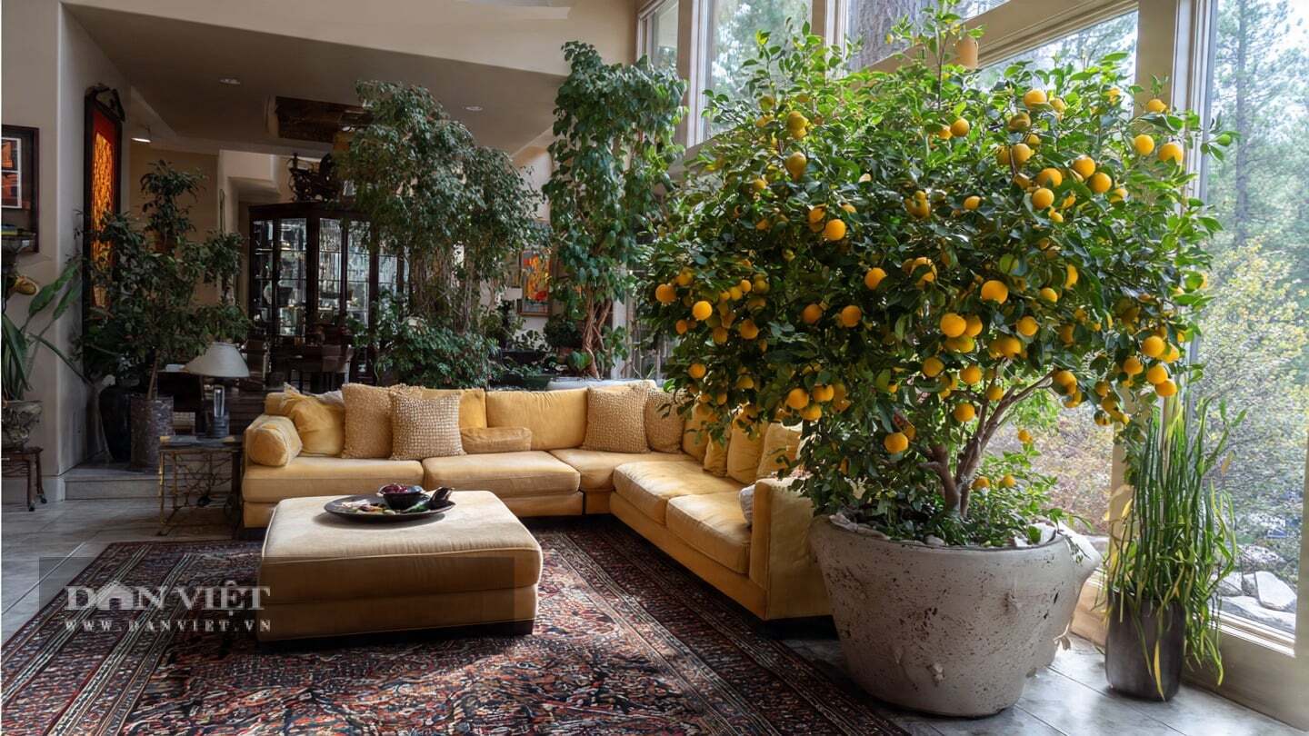 Cây cảnh này này không cần chăm sóc nhiều.