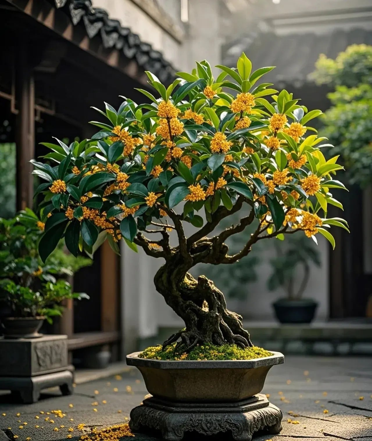 Cây cảnh sống lâu đồng nghĩa với sự thịnh vượng kéo dài