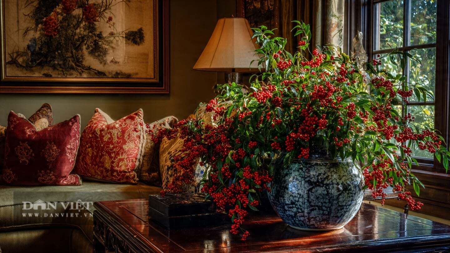 Đặc biệt lá của cây cảnh này liên tục biến đổi màu sắc