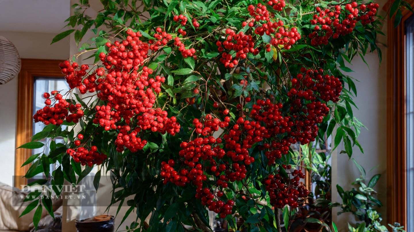 Cây cảnh này rất thích hợp để trồng trong phòng khách
