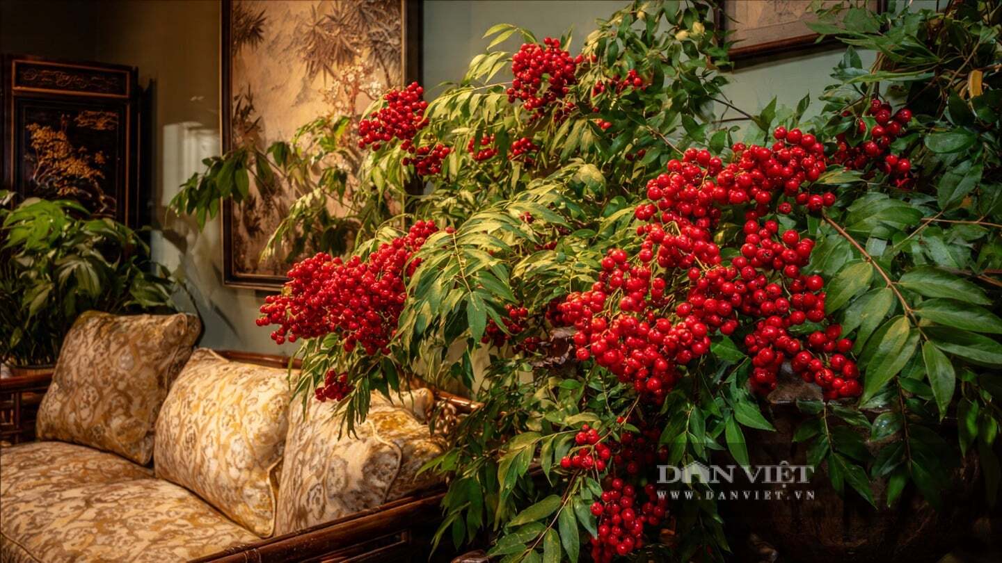 Cây cảnh này cũng rất dễ trồng.