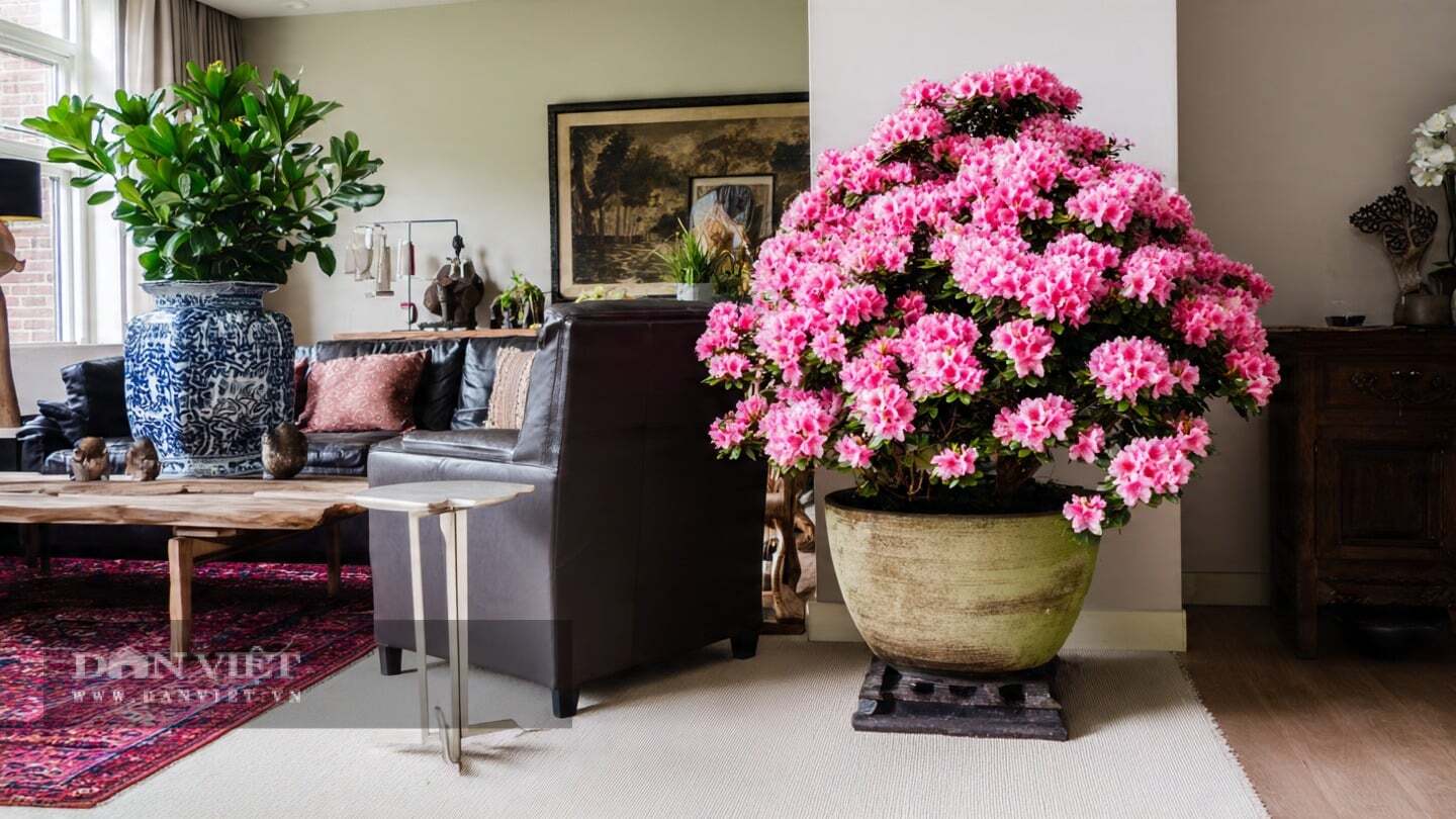 Đỗ quyên được mệnh danh là hoa mỹ nhân