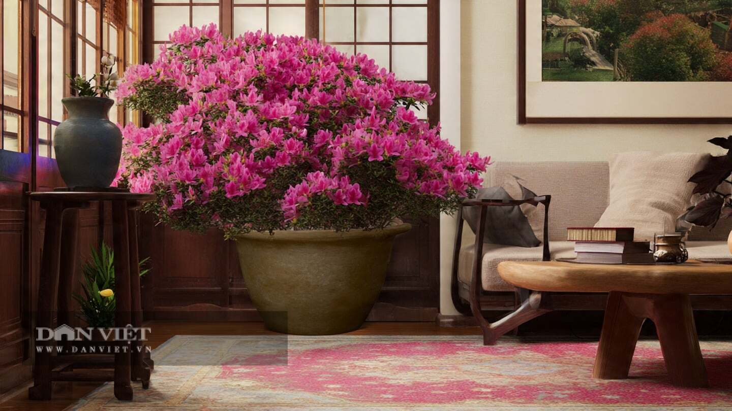 Tưới nước mỗi khi đất khô