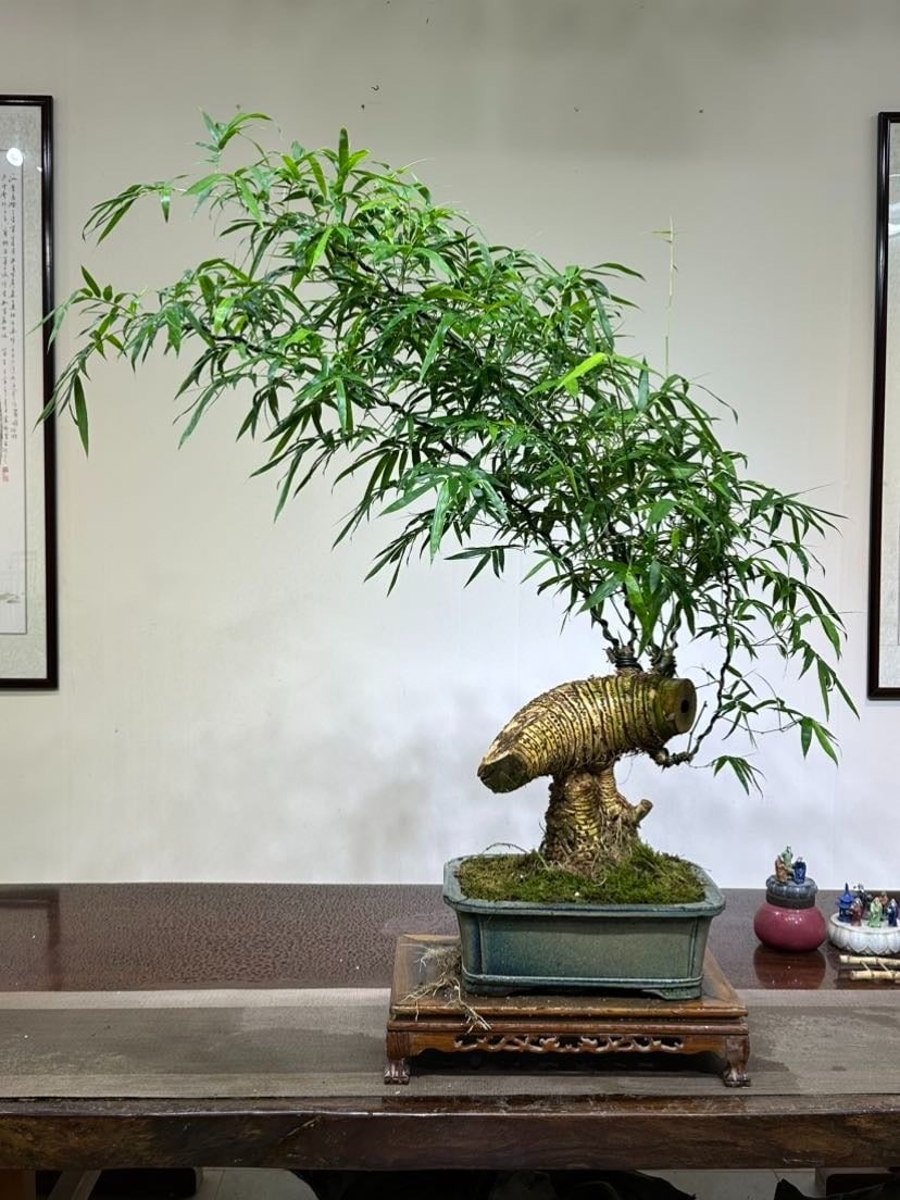 Tre bonsai rất dễ tạo dáng. Ảnh minh họa Toutiao