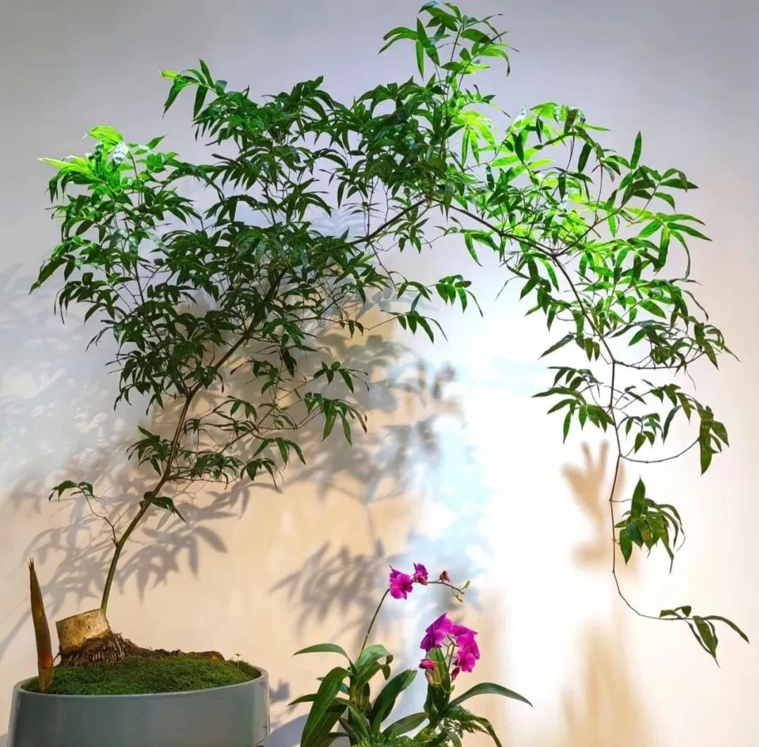 Tre được coi là điềm lành trong phong thủy. Ảnh minh họa Toutiao