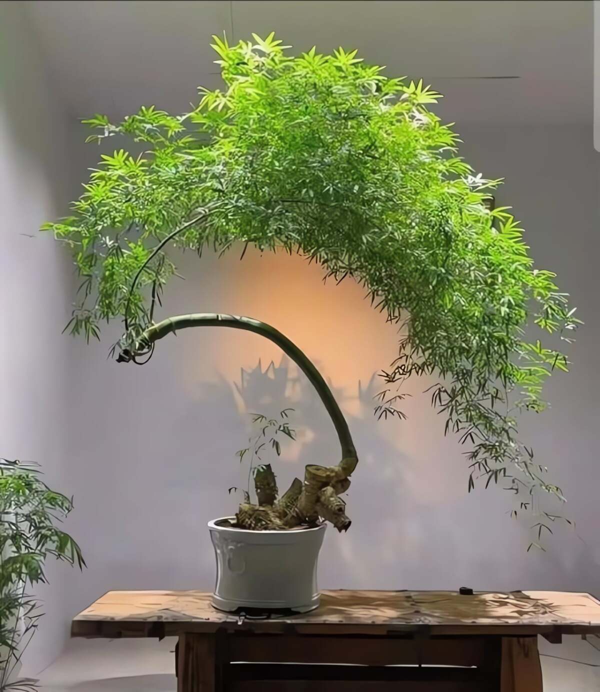 Cây cảnh rất dễ tạo dáng. Ảnh minh họa Toutiao