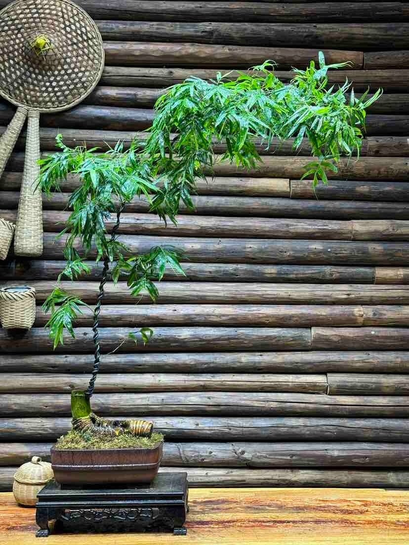 Cây cảnh phát triển mạnh và cần nhiều nước hơn. Ảnh minh họa Toutiao