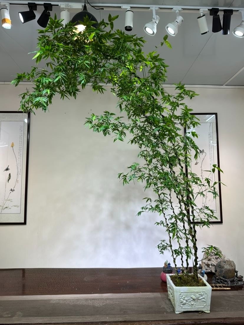 Cây cảnh này ưa môi trường ấm áp. Ảnh minh họa Toutiao