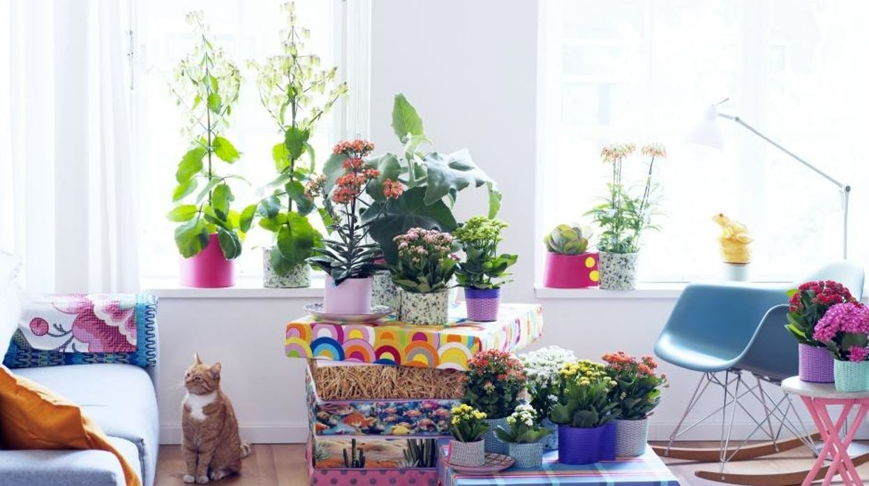 Cây cảnh nở hoa liên tục