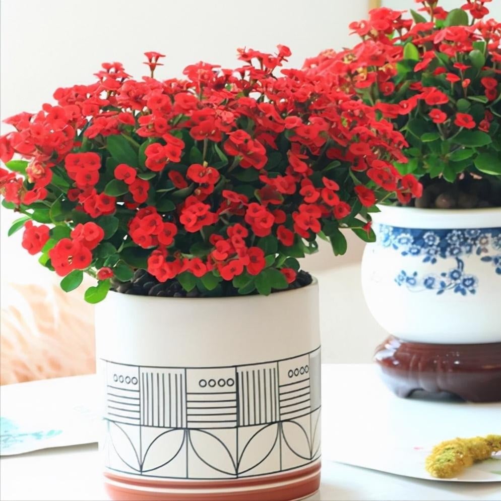 Cây cảnh này có thể ra hoa suốt mùa hè và mùa đông