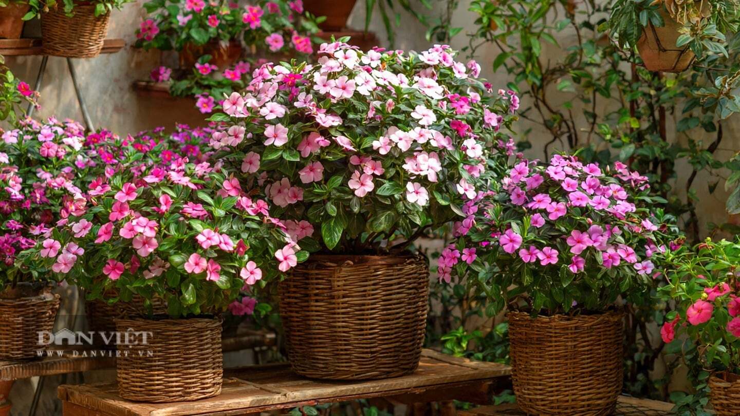 Hoa dừa cạn đúng như tên gọi nở hoa mỗi ngày.