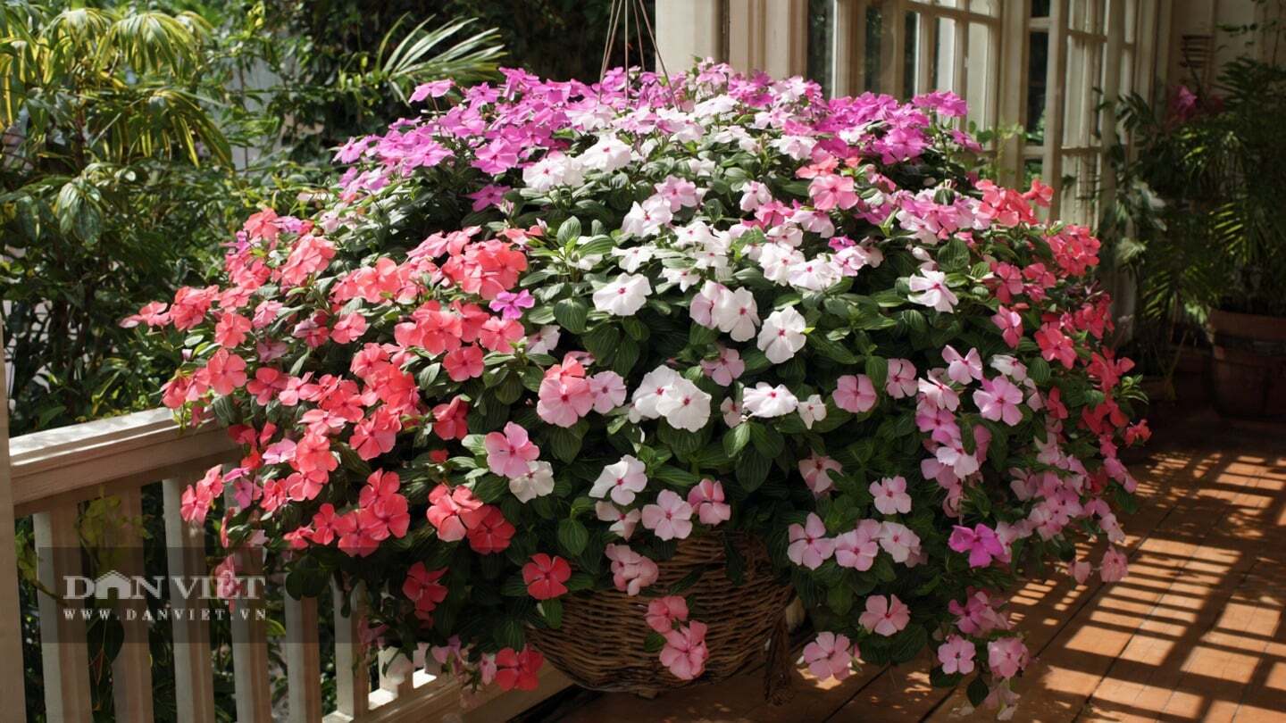 Cây cảnh cần bón phân thường xuyên