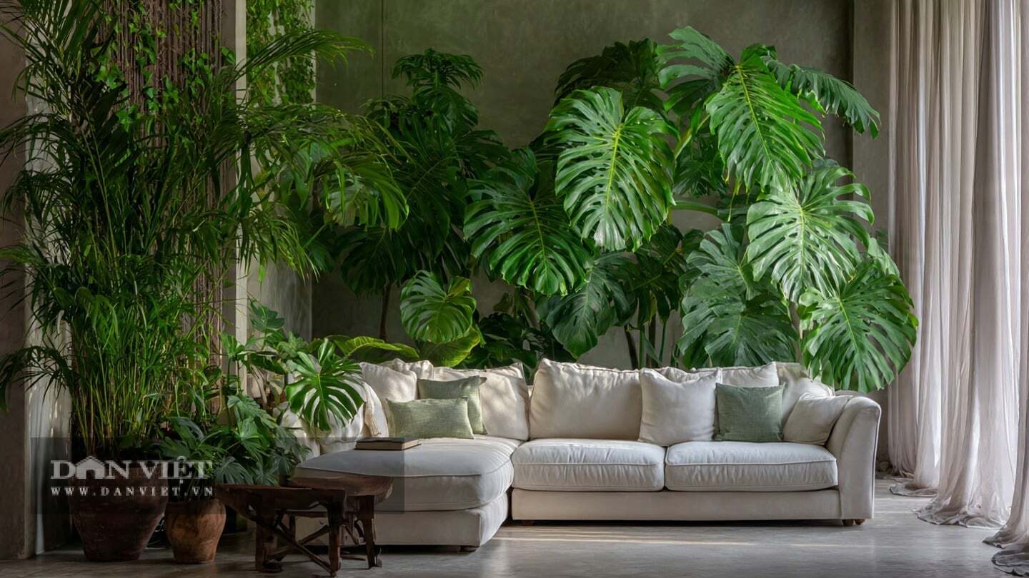 Khả năng của cây cảnh trầu bà lá xẻ không chỉ dừng lại ở vẻ đẹp.