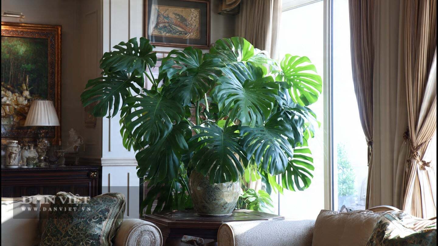 Cây cảnh có thể mọc thêm 5-6 lá mỗi năm