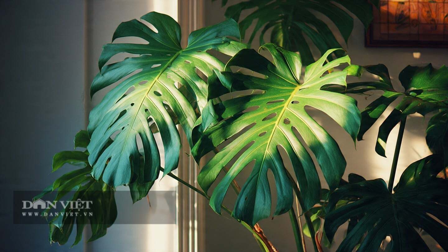 img src/upload/4-2025/images/2025-12-18/1766047102-trau-ba-la-xe-cay-canh-54-0249-width1125height1395.jpg width660 /