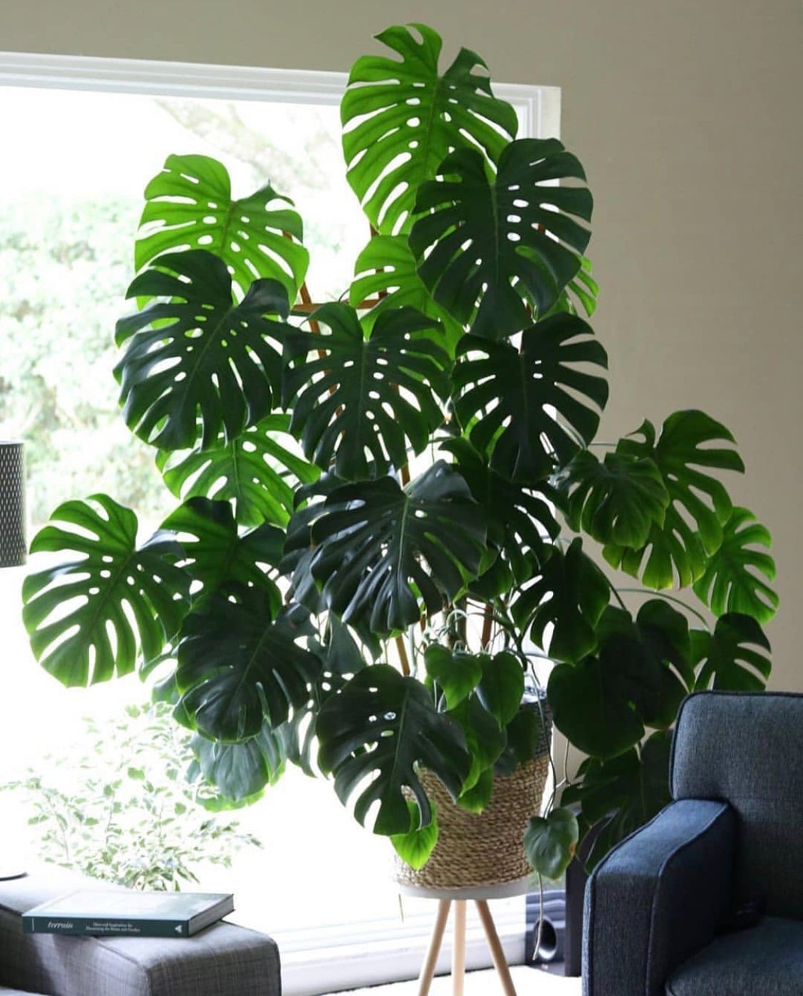 Cây cảnh thời trang nhất, một chiếc lá cũng khiến cả căn phòng tỏa sáng, thu hút tài lộc, che chở gia đình - 6