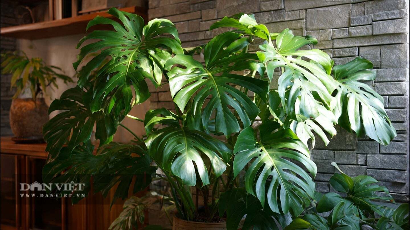 Cây cảnh có thể bị tê cóng khi nhiệt độ dưới 5℃