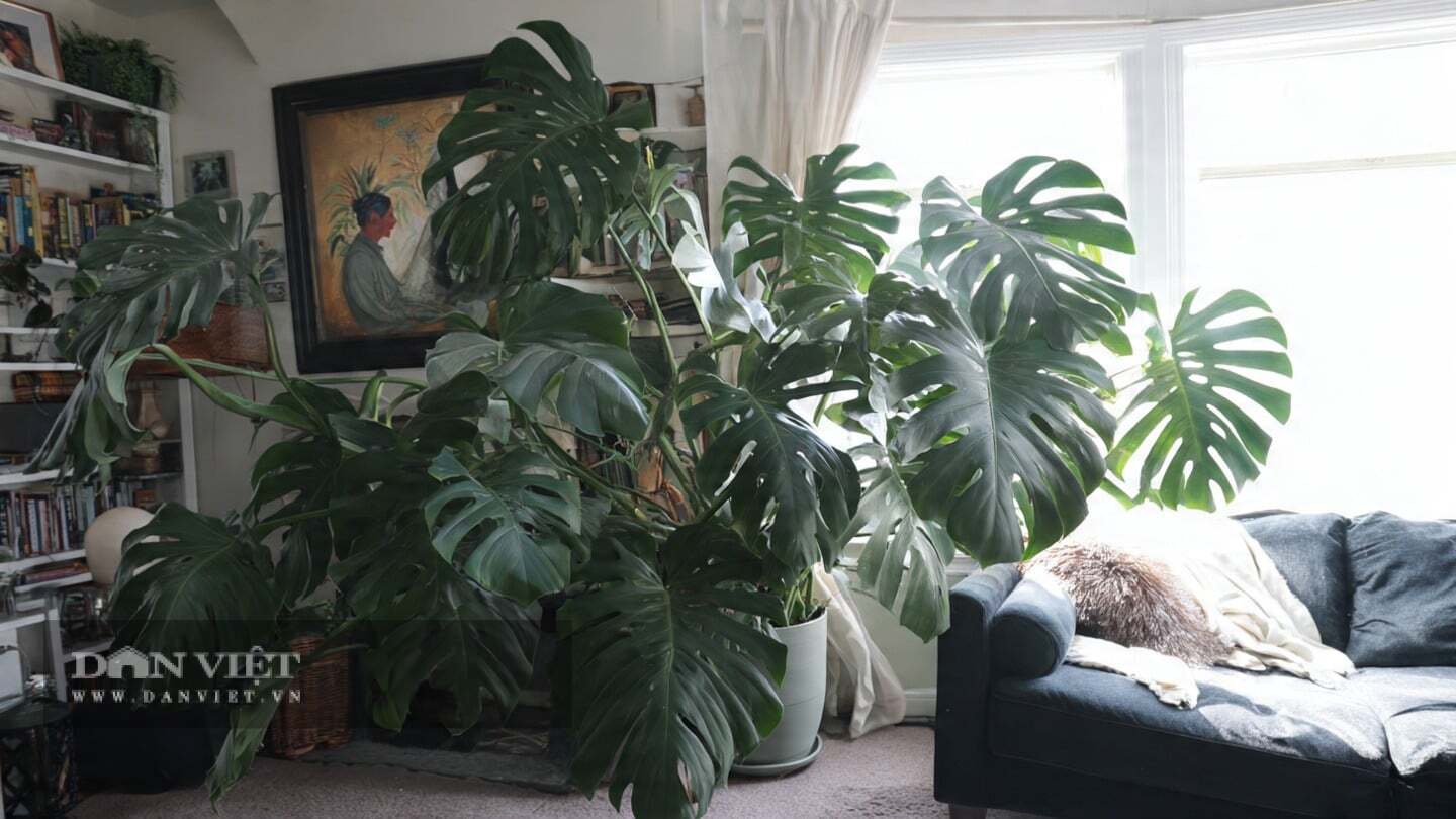 Lá cây con không bị nứt là điều bình thường.