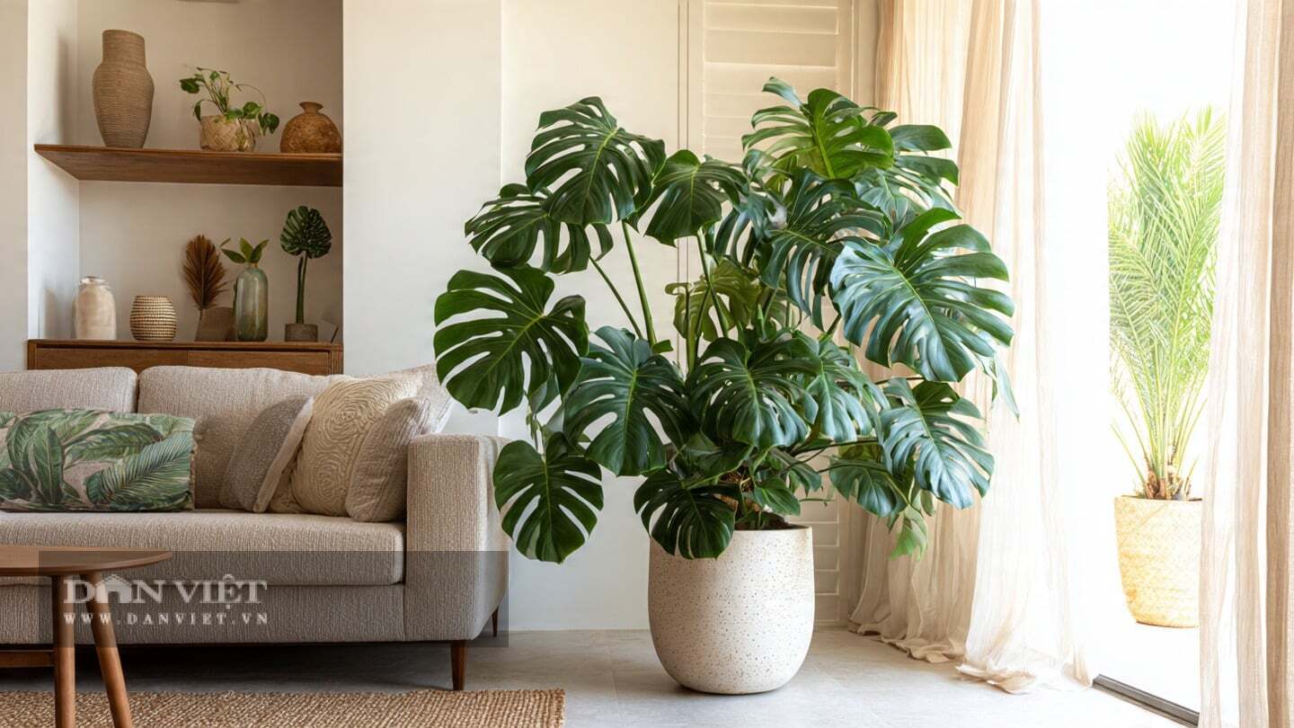 Cây cảnh trầu bà lá xẻ nổi bật với ý nghĩa biểu tượng độc đáo
