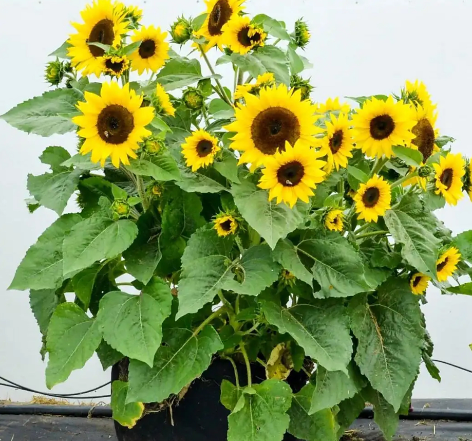 Hoa hướng dương luôn hướng về phía mặt trời. Ảnh: Baidu