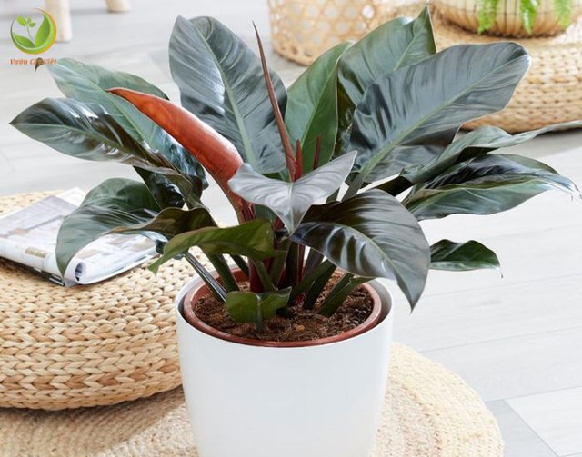 Một chậu trầu bà đế vương với tán lá to rộng, vững chãi sẽ mang đến sự ổn định và may mắn trong công việc cho người tuổi Sửu.