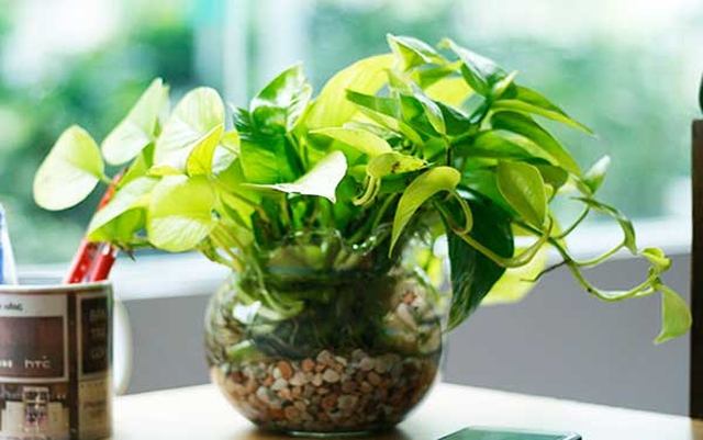 Theo phong thủy, chỉ cần một chậu trầu bà xanh mướt sẽ là người bạn đồng hành lý tưởng, giúp công việc của người tuổi Mão thêm phần thuận lợi, sự nghiệp hanh thông.