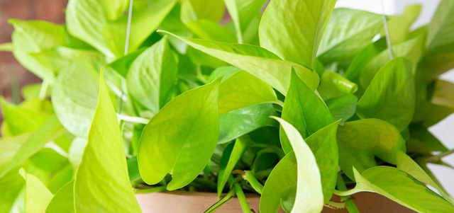 Trầu bà neon sẽ hỗ trợ rất tốt cho bản mệnh người tuổi Tỵ.