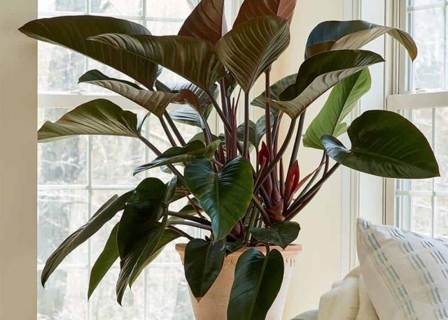 Để tăng thêm sự quyết đoán và may mắn trên con đường sự nghiệp, người tuổi Mùi nên trồng một chậu trầu bà đế vương.