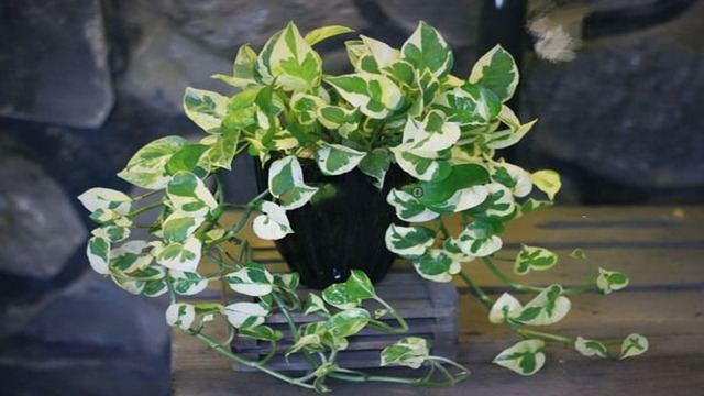 Phong thủy cho hay, để khắc phục điều này, người tuổi Dậu nên trồng trầu bà cẩm thạch hoặc các loại trầu bà có màu nâu, vàng (thuộc hành Thổ) trong chậu đất.