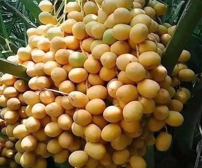 Loại quả amp;#34;tốt nhất thế giớiamp;#34;, Việt Nam trồng bạt ngàn thành đặc sản nổi tiếng được ưa chuộng, tốt cho sức khỏe - 1