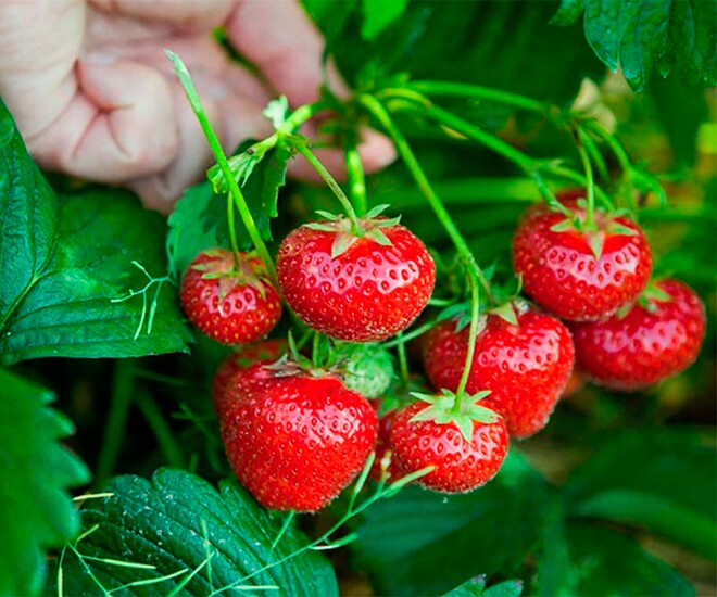 Loại quả amp;#34;tốt nhất thế giớiamp;#34; Việt Nam trồng bạt ngàn, thành đặc sản nổi tiếng được ưa chuộng, tốt cho sức khỏe - 1