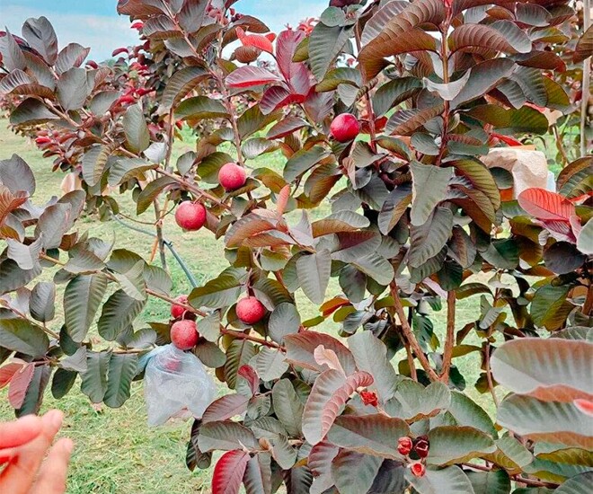 Loại quả amp;#34;tốt nhất thế giớiamp;#34; Việt Nam trồng bạt ngàn, thành đặc sản chỉ từ 10.000 đồng/kg, tốt cho sức khoẻ - 1