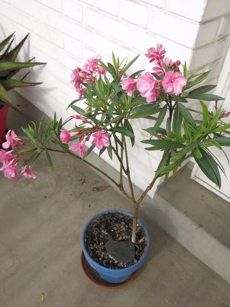 Cây trúc đào có độc.