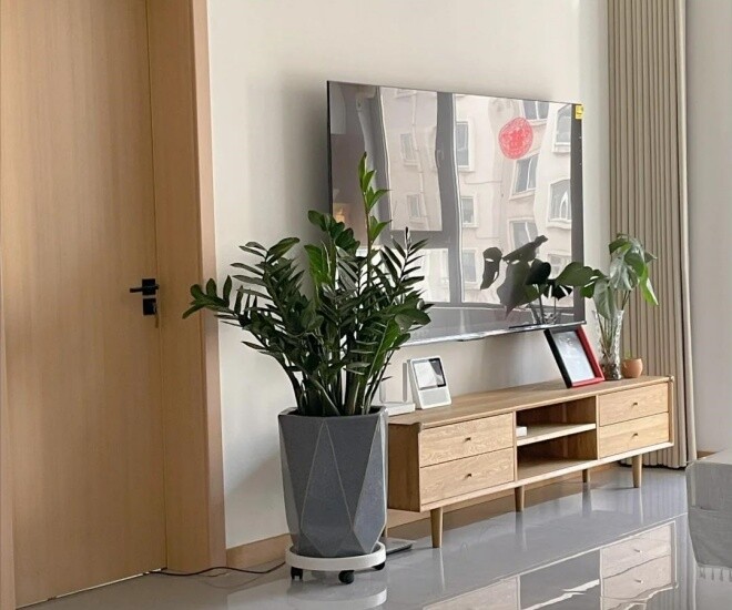 Đây là “cây phong thủy số 1 trong nhà”, không chỉ đẹp còn giúp gia chủ thuận buồm xuôi gió, mọi việc hanh thông - 1