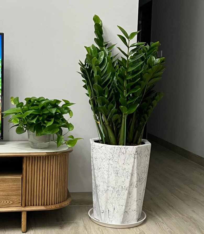 Đây là “cây phong thủy số 1 trong nhà”, không chỉ đẹp còn giúp gia chủ thuận buồm xuôi gió, mọi việc hanh thông - 2