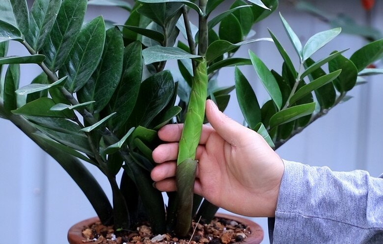 Đây là “cây phong thủy số 1 trong nhà”, không chỉ đẹp còn giúp gia chủ thuận buồm xuôi gió, mọi việc hanh thông - 5