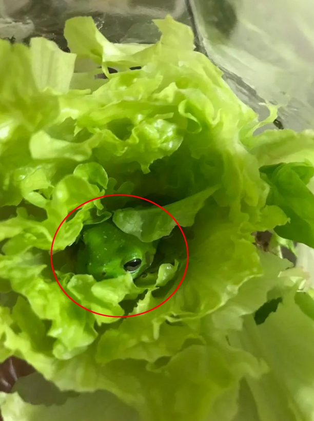 Pictured is the 6 centimetre green tree frog hiding in the lettuce. Source: Jam Press/Australscope