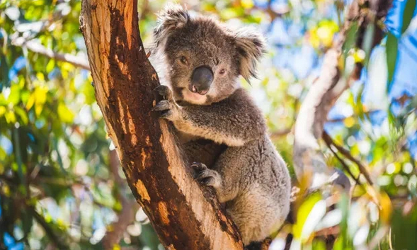 16 chu gau Koala qua doi bi an tai don dien Australia anh 1