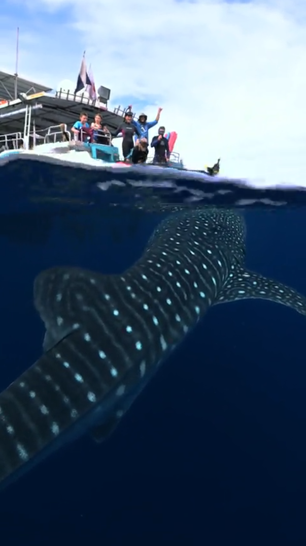 Đi ngắm rạn san hô, du khách bất ngờ khi 'giáp lá cà' với cá mập lớn nhất đại dương Ảnh 2