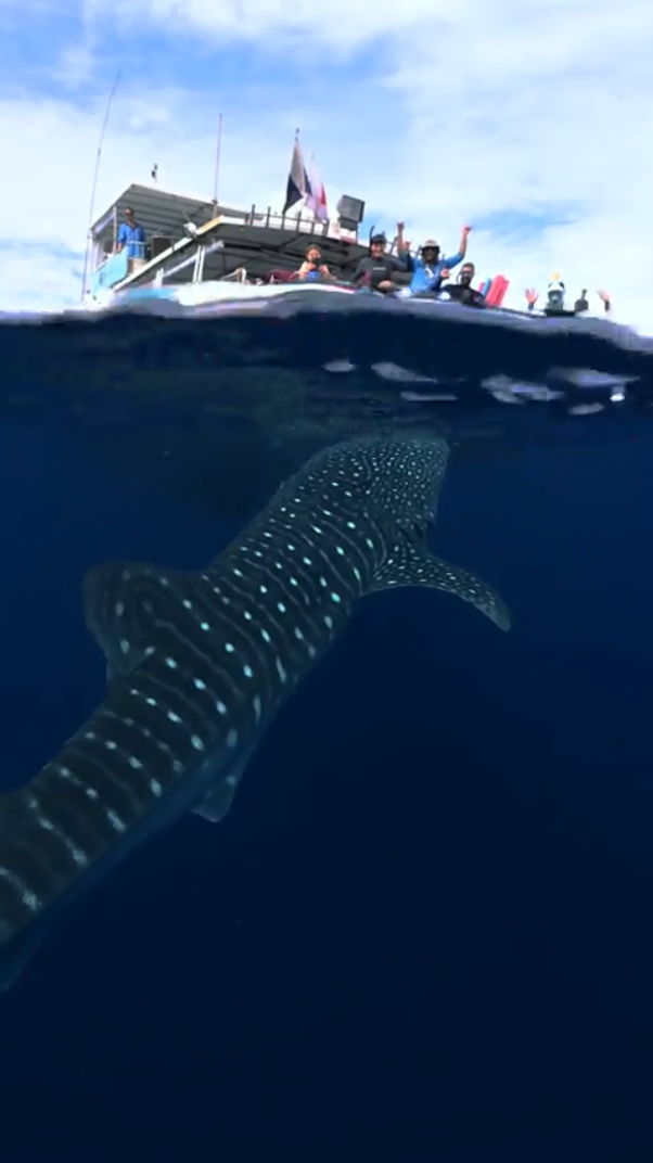 Đi ngắm rạn san hô, du khách bất ngờ khi 'giáp lá cà' với cá mập lớn nhất đại dương Ảnh 1