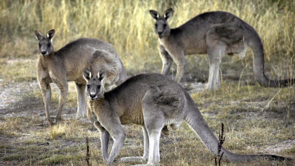 Úc: Lần đầu tiên Kangaroo giết người sau gần 100 năm - 1